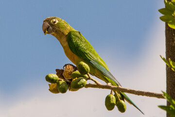 blue and yellow macaw