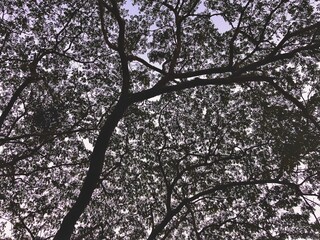 Fototapeta premium blossom in spring