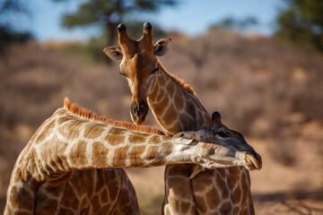 Two Giraffes doing necking parade in Kgalagadi transfrontier park, South Africa ; Specie Giraffa...