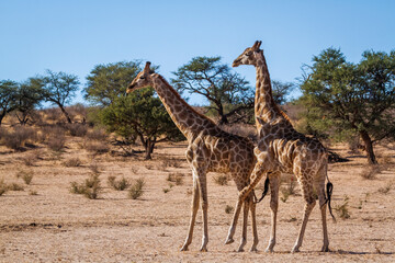 Giraffe couple mating in Kgalagadi transfrontier park, South Africa ; Specie Giraffa camelopardalis family of Giraffidae