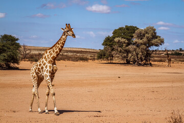 Obraz premium Giraffe walking in desert land in Kgalagadi transfrontier park, South Africa ; Specie Giraffa camelopardalis family of Giraffidae