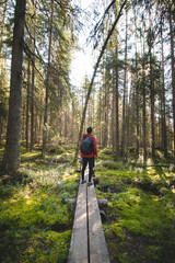 View of a grown man walking through the forest on a duckboard in Hiidenportti national park, Sotkamo, kainuu region in Finland. Beauty of Finnish biodiversity. A breath of fresh air and sense of calm
