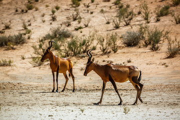 Hartebeest female and calf in Kgalagadi transfrontier park, South Africa; specie Alcelaphus buselaphus family of Bovidae