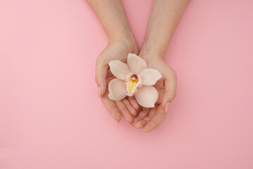 Hands with white orchid flower on pink background. Beauty concept