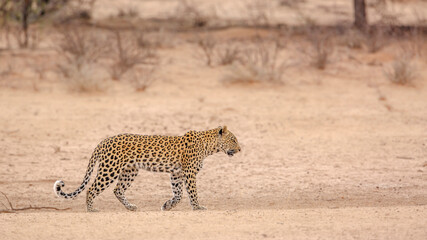 Leopard female walking in dry land in Kgalagadi transfrontier park, South Africa; specie Panthera pardus family of Felidae