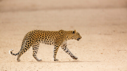 Leopard female walking in dry land in Kgalagadi transfrontier park, South Africa; specie Panthera pardus family of Felidae - obrazy, fototapety, plakaty