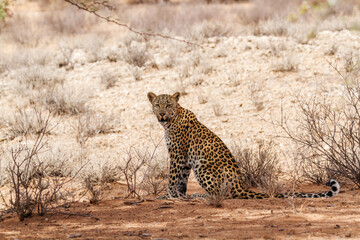 Leopard seated looking at camera in Kgalagadi transfrontier park, South Africa; specie Panthera pardus family of Felidae