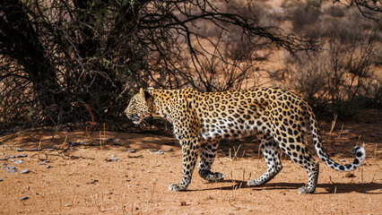 Leopard female walking in dry land in Kgalagadi transfrontier park, South Africa; specie Panthera pardus family of Felidae