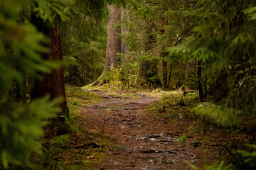 trail in the pine forest