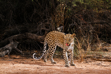 Leopard in Kgalagadi transfrontier park, South Africa; specie Panthera pardus family of Felidae