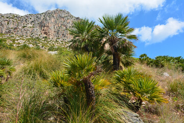 palme nane nella riserva dello zingaro a san vito lo capo in sicilia