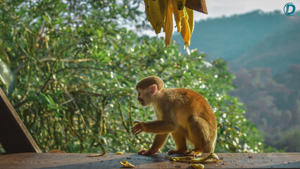 Mico titi Colombiano comiendo banana amarilla 