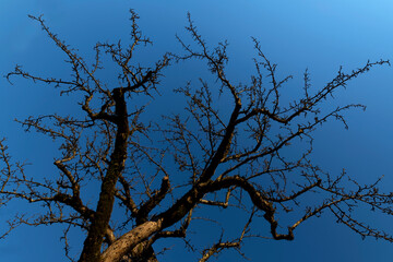 Bare treetop of a fruit tree with buds for flowers and new foliage on a sunny blue sky winters day...