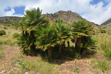 palme nane nella riserva dello zingaro a san vito lo capo in sicilia