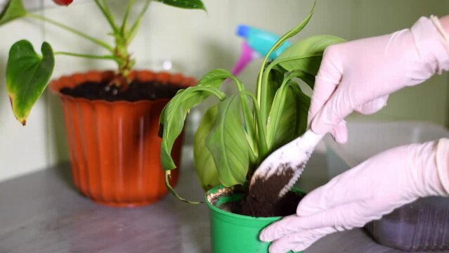 Changing the soil for withered spathiphyllum or peace lily houseplant. Bringing wilted flower back to life by renewing the ground in the pot. Caring for the plant and reviving it at home