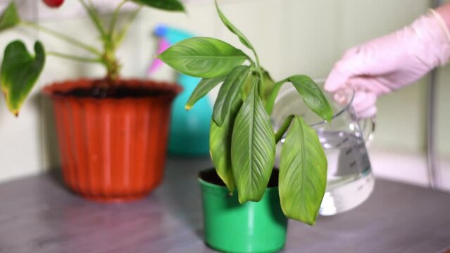 Watering spathiphyllum or peace lily houseplant in the green pot. Bringing wilted flower back to life. Caring for the plant at home