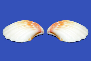 Background blue brown canvas folded frame gift group image inscription many message old paper pink place seashell sequins shell shells two wings wrap