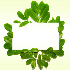 Green leaves on the background, leaves and green surface, frame of green leaves, nature, groups of leaves on the surface, greenery in the background, background image, leaves, spring, green banner and