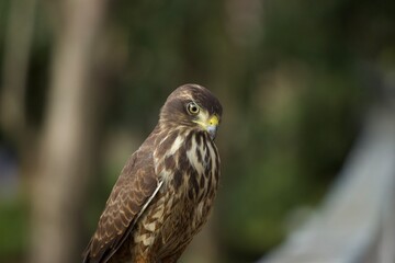 red tailed hawk