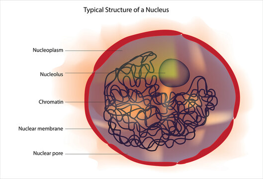 nucleus and nucleolus structure
