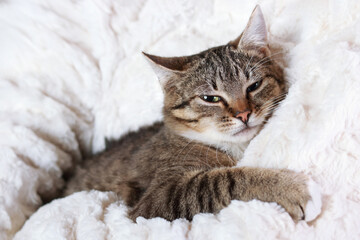 Little cute Cat lying on white fur and resting. Gray Kitten close up. Pet care concept. Kitten lying on a white background .Tabby. Portrait of a cat