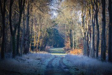 Winter forest Cotswolds