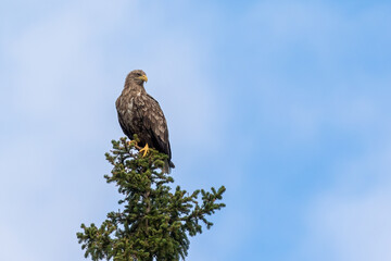 White-tailed eagle