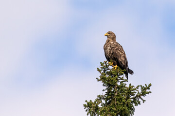 White-tailed eagle