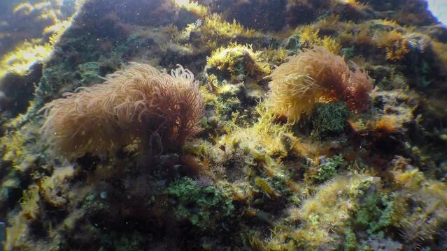 Two bushes of red algae synchronously rotate with a breaking wave (Liagora viscida).