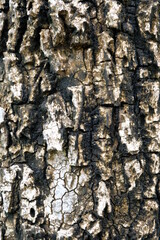 Close Up of Bark Tree Stump. Old tree. close up of bark. article. background or backdrop.