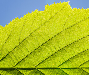 detail veins in leaf of hazel tree against the light