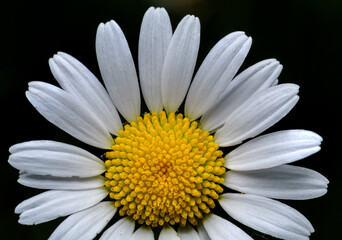 detail on white flower of ox-eye, oxeye, or dog daisy, marguerite (Leucanthemum vulgare)