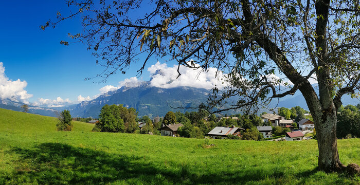 Panorama of alpine pastures and an old tree above the town of Combloux, Haute-Savoie, France. In the background the cloud covered peak of the T&ecirc;te de l'&Acirc;ne (Donkey&rsquo;s Head).
