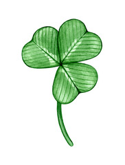 Watercolor clover leaf. Good luck symbol for St. Patrick's Day. Green herbal plant. Hand drawn illustration isolated on white background.