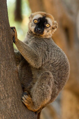 lemur on tree © VALLY