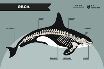 Anatomy of killer whale/orca skeleton - obrazy, fototapety, plakaty