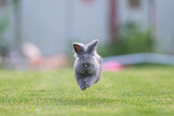 Cute grey fluffy rabbit running on grass backyard. - 483139432