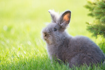 Cute grey fluffy rabbit sitting on grass backyard.