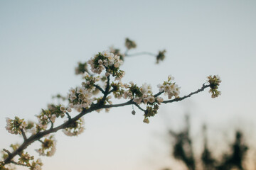 Kirschblüte im Frühling