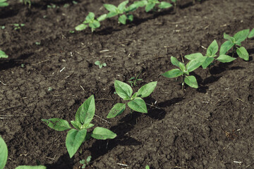 A close-up of a sprout of sunflower sprouts lit by the afternoon sun on fertile black soil. Concept agro culture.