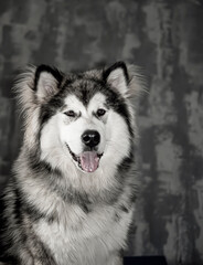 Young Malamute indoor portrait. Adorable smiling dog with a tongue out in front of a creative gray wall. Selective focus on the details, blurred background.
