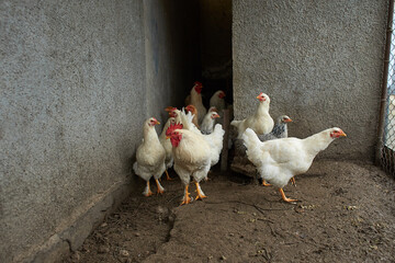 Group of white, gray, brown domestic hens with red crest on head.