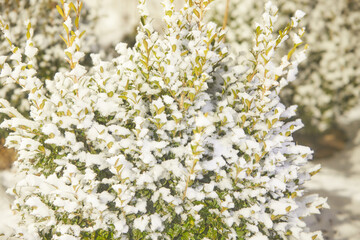 Plants under the snow. Branches with green leaves under the snow.