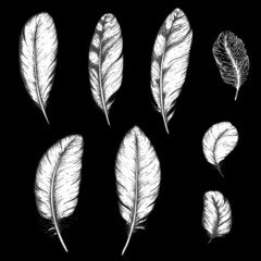 Feather hand drawn vector illustration. Sketch collection. Engraved style set.