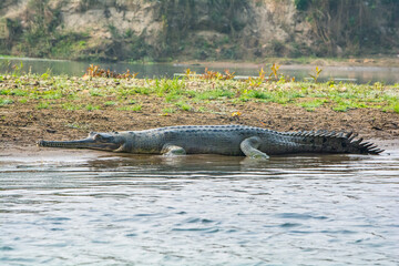 gharial resting along the river