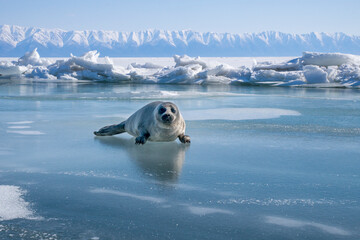 Baby Baikal seal on the Lake Baikal ice, april. The Lake Baikal seal or nerpa (Pusa sibirica) is a species of earless seal endemic to Lake Baikal in Siberia, Russia. - obrazy, fototapety, plakaty