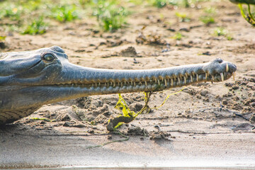gharial with a lot of teeth