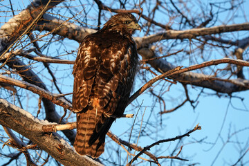 Red-tailed Hawk - Sunrise