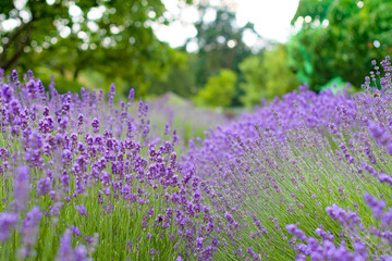 violet lavender