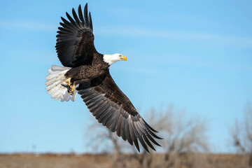 Bald Eagle with Trout